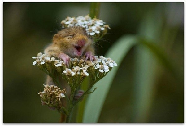 Тимофей Качко | 