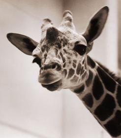 Оксана Черпітяк | Винница