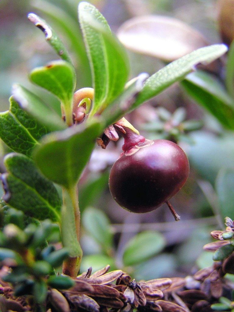 Михаил Иванина | Кировск