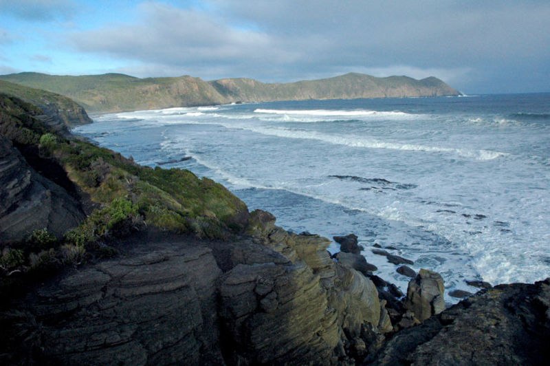 Сявикус Мартышевский Рыжий_Кот | Николаев