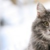 Аватар: Оксана Кондрашовав