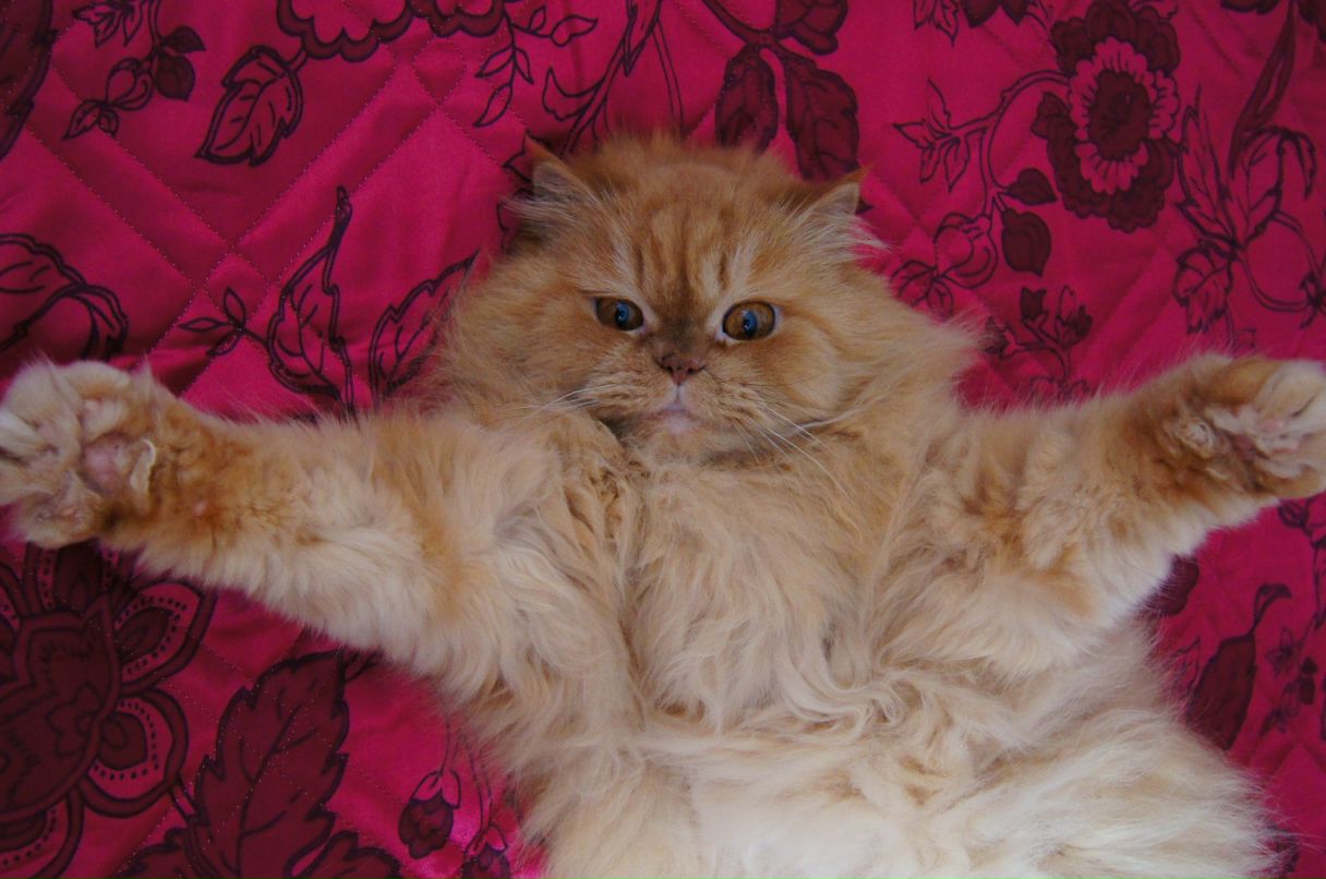 Наталька Михеева Тигрёнок | Нижний Новгород