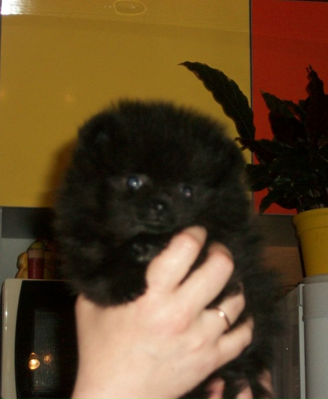 Margarita Emelyanova | Тула