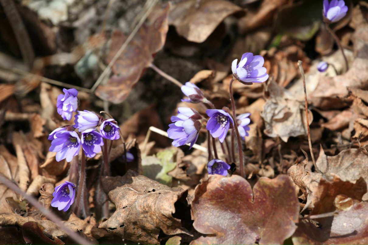 Максим Гречухин | Санкт-Петербург
