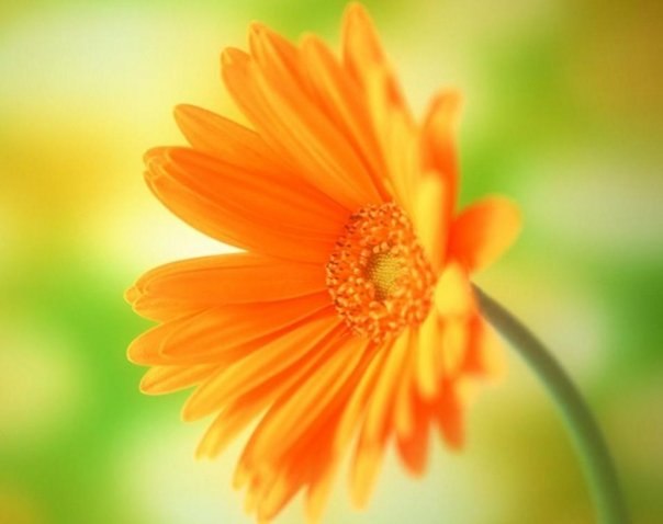 Виктория Сергеева | Белгород