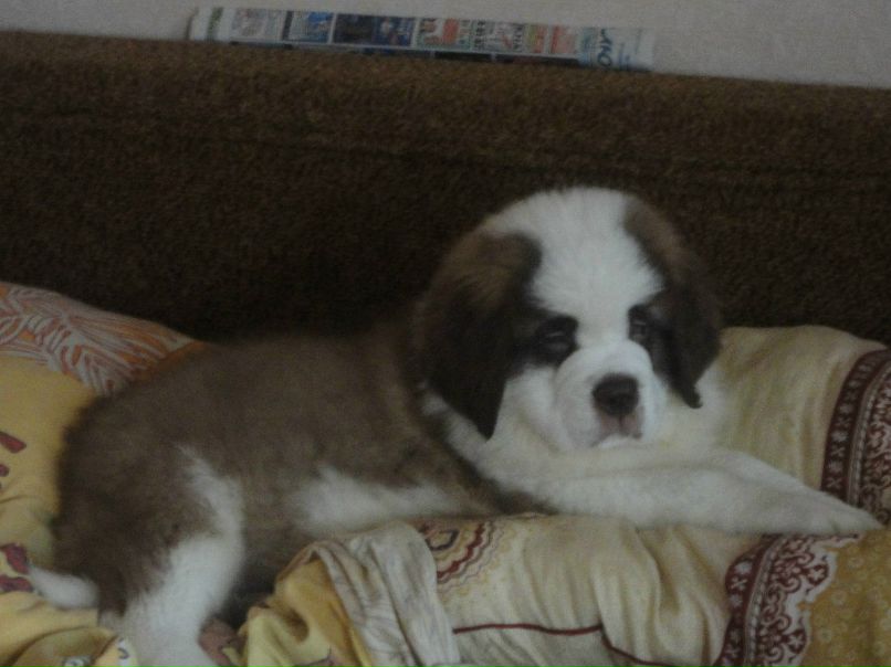 Полина Тарасова | Кадуй (пгт)