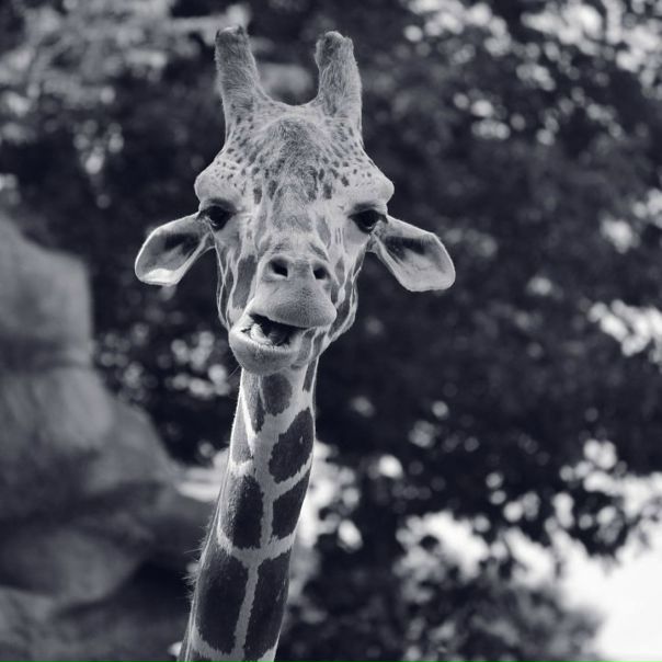 №85, Михаил Пономаренко, Верхнеднепровск №85, Михаил Пономаренко, Верхнеднепровск