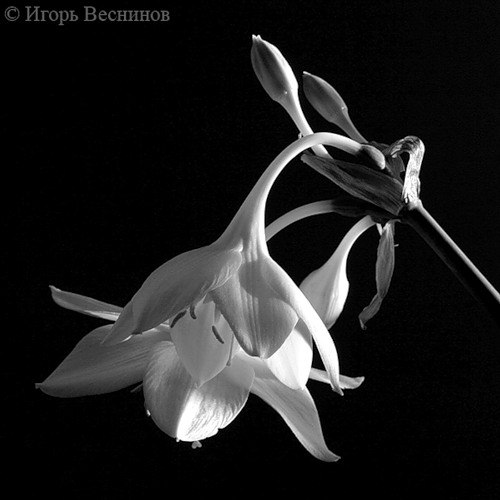 Олик Скулкина | Пермь