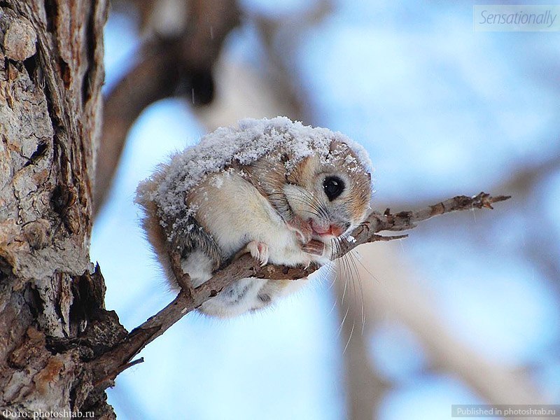 Наталья Береговая | 