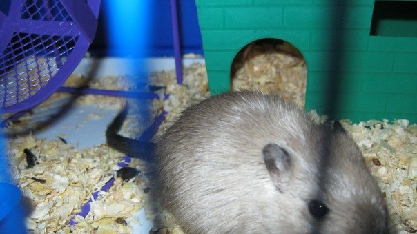 Максим Дамзен Nosferatu | Москва