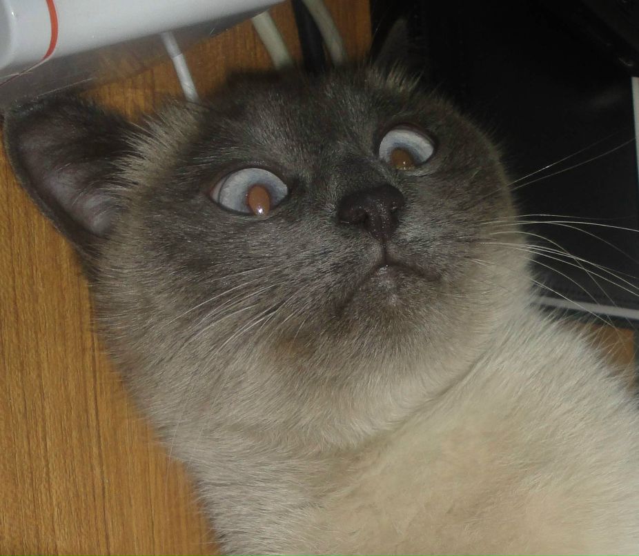 Пашка Коpчагин Shkoda | Львов