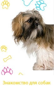 Dogs Meet фото профиля #2