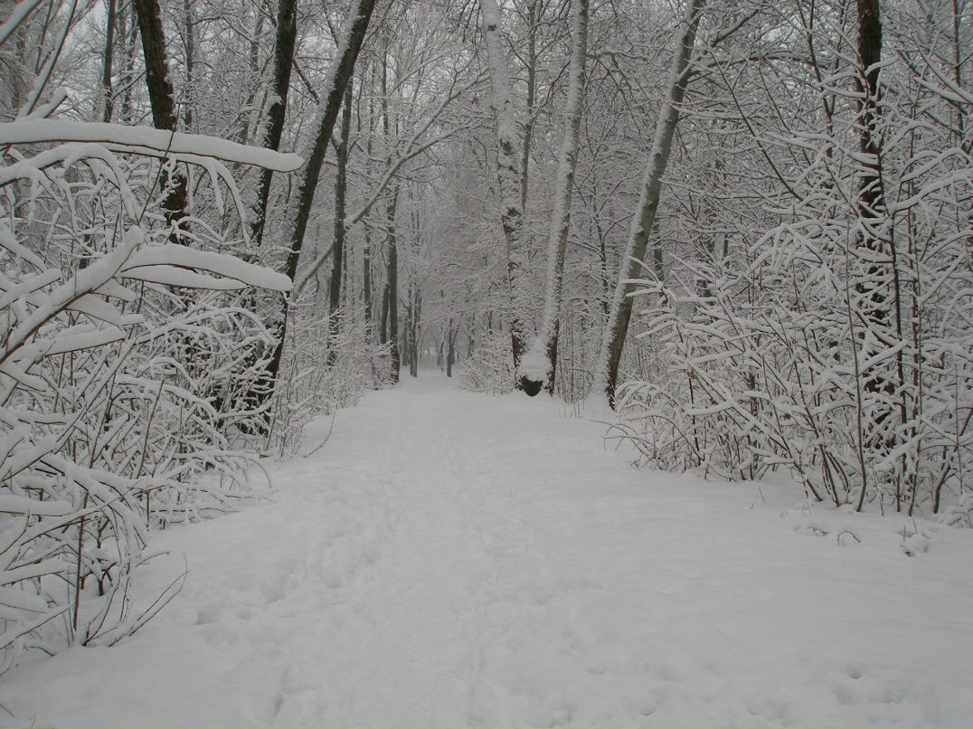 Александр Шурига | Киев