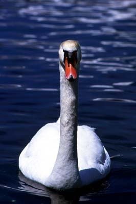 №158, Игорь Лебедев, 21.12, Печоры №158, Игорь Лебедев, 21.12, Печоры