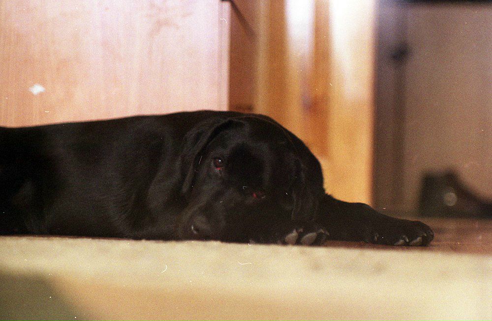 Денис Вашкевич | Москва