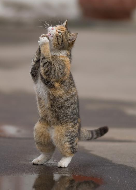 Сергей Колесник | Запорожье