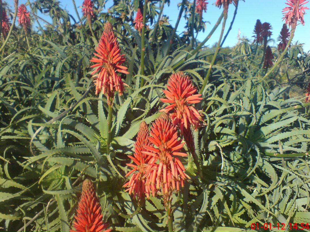 Наташа Дьячкова | Липецк