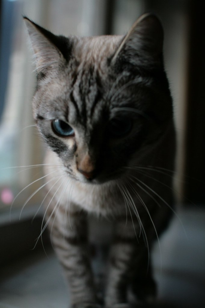 Дмитрий Романов | Смоленск