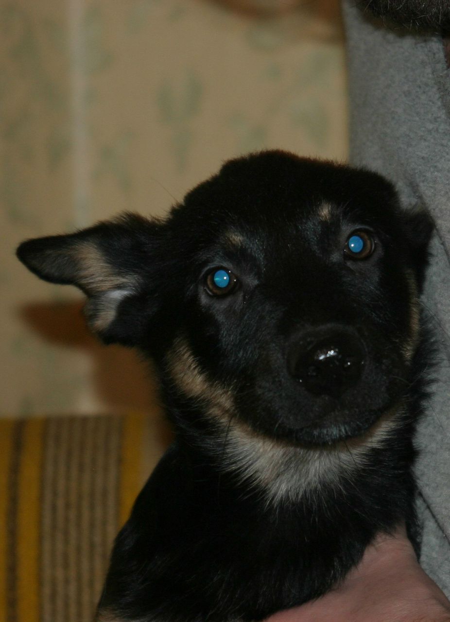 Алексей Шевченко | Санкт-Петербург