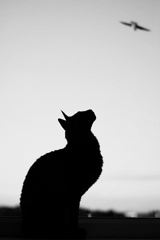 Агата Елова | 