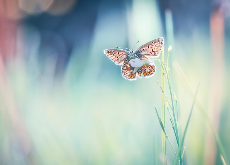 Индира Махмутова | Москва