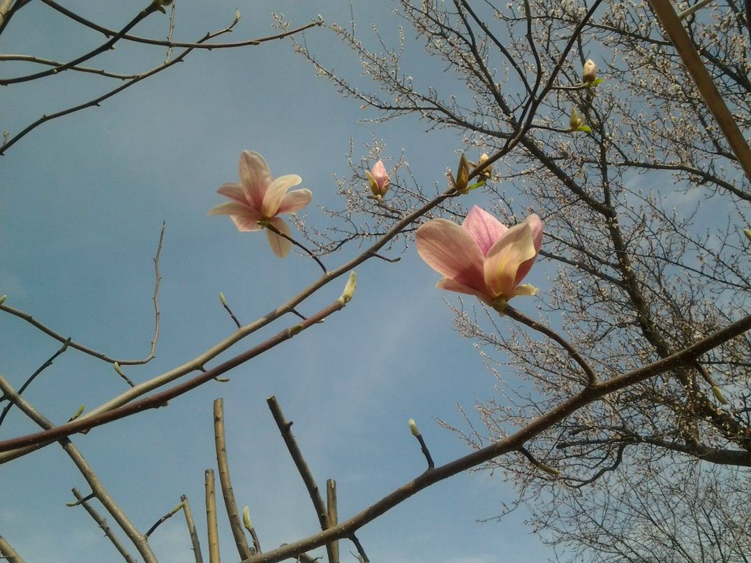 Анжела Карапетян | Ташкент