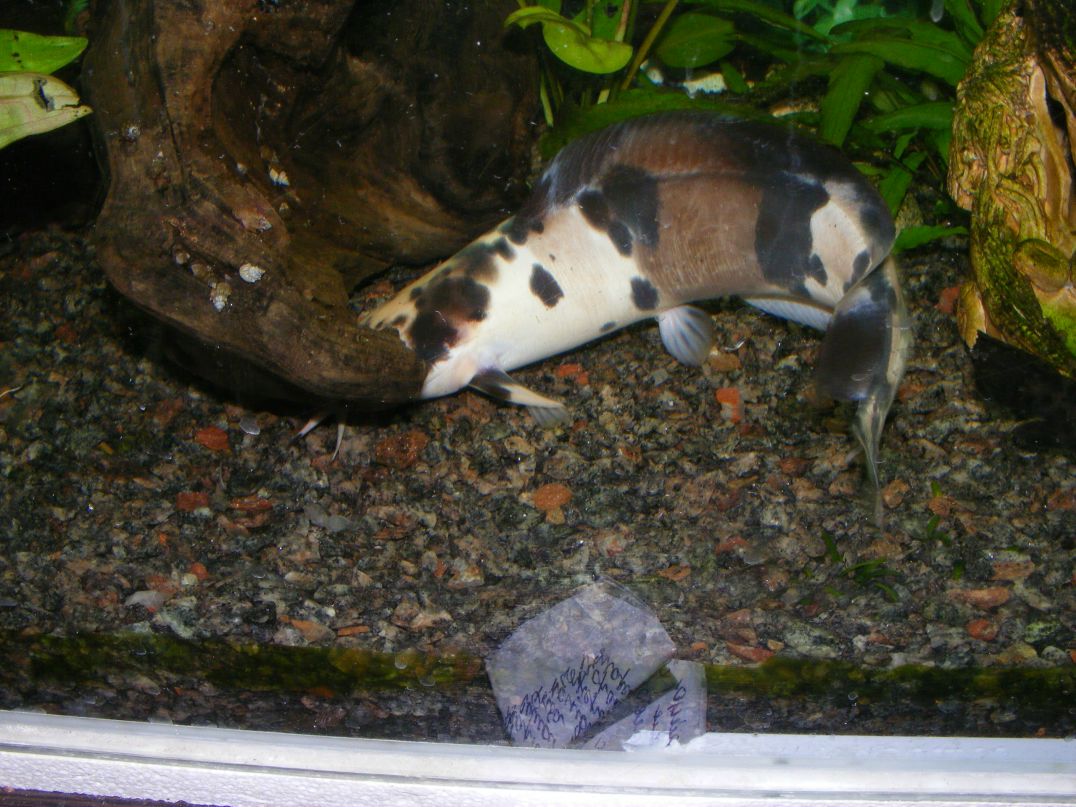 Василий Яцышин | 