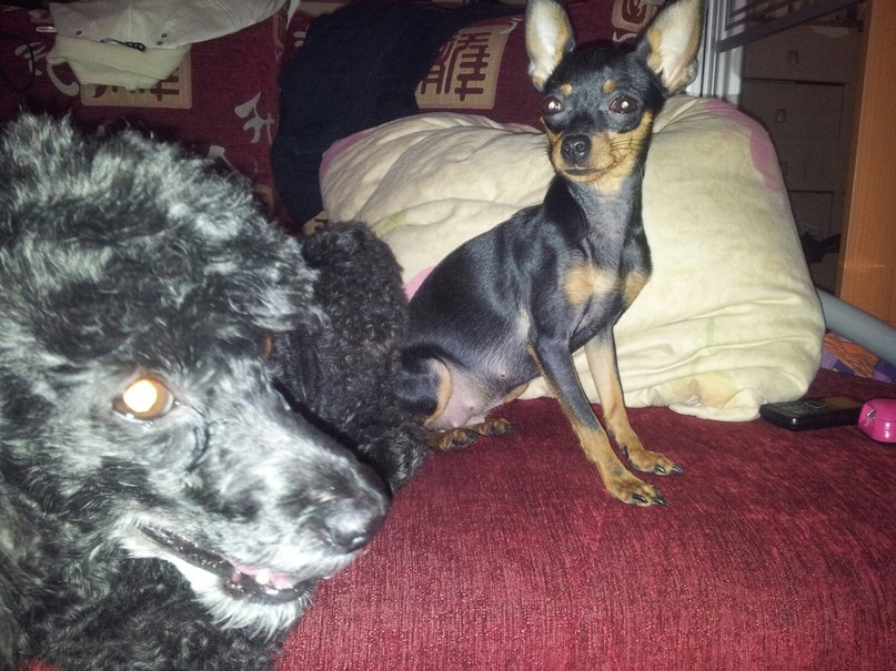 Марина Железнова | Сергиев Посад