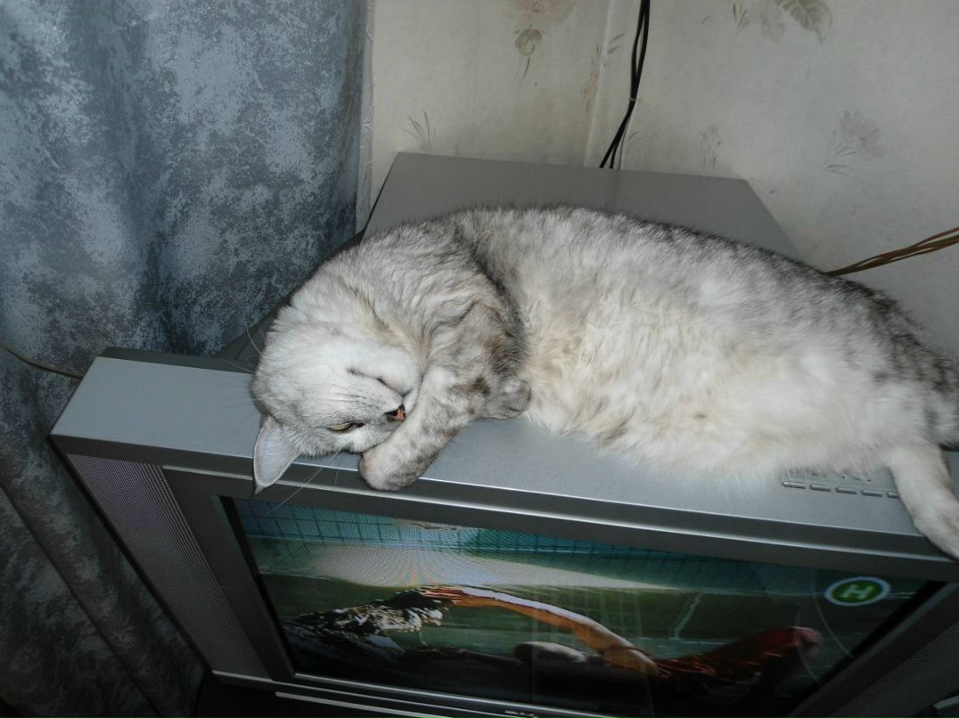 Алёна Лазебна | Киев