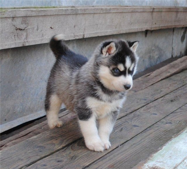 Димон Лазарь | Санкт-Петербург