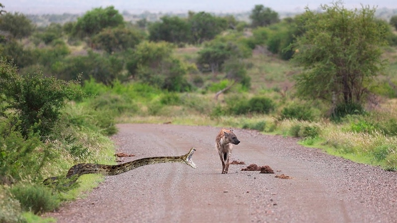 Cobra gigante mata hiena sem dó,