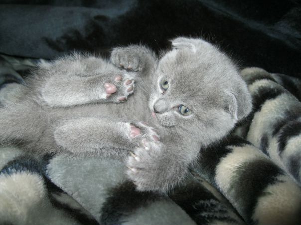 №46, Макс Зубарев, 07.04.1986, Хрустальный / Красный Луч №46, Макс Зубарев, 07.04.1986, Хрустальный / Красный Луч