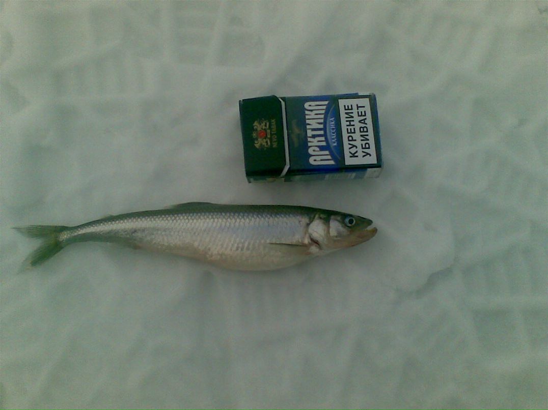 Валерий Ефимов | Санкт-Петербург