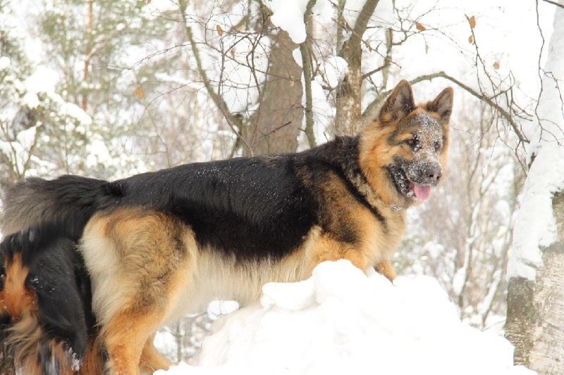 Виктор Кольцов | Санкт-Петербург