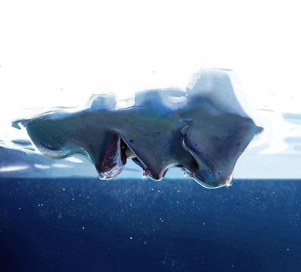 Светланка Скоробутова | Ростов-на-Дону