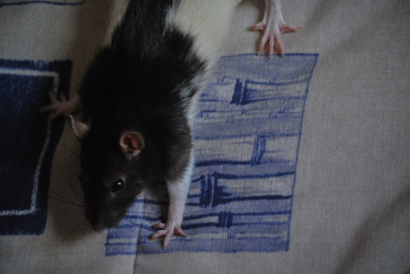 Psilocybe Pelliculosa | Санкт-Петербург