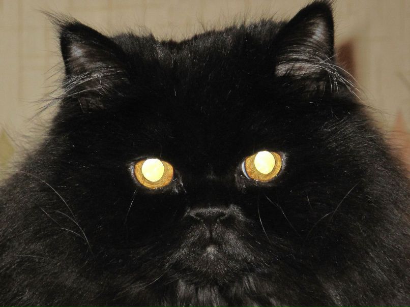 Дмитрий Кузяев | Алушта