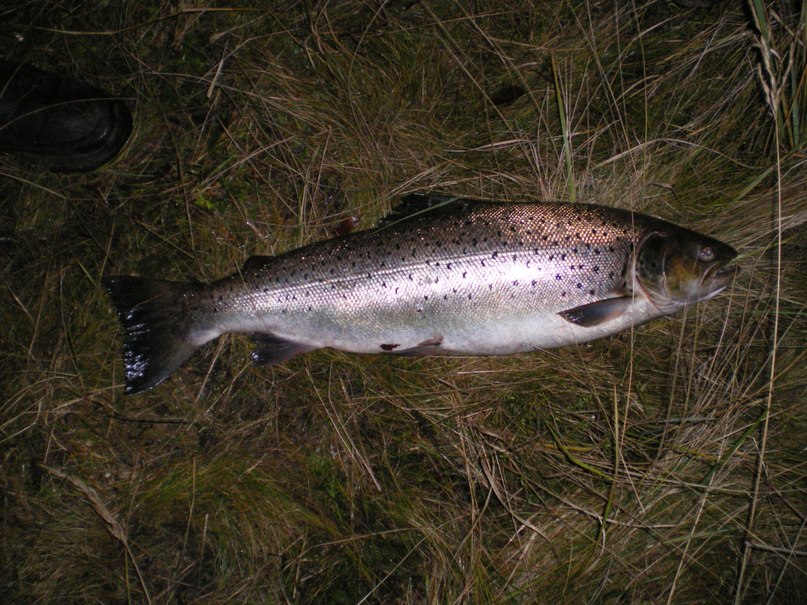 Антон Хмелевский (ЮРИЧ) | Дружная Горка