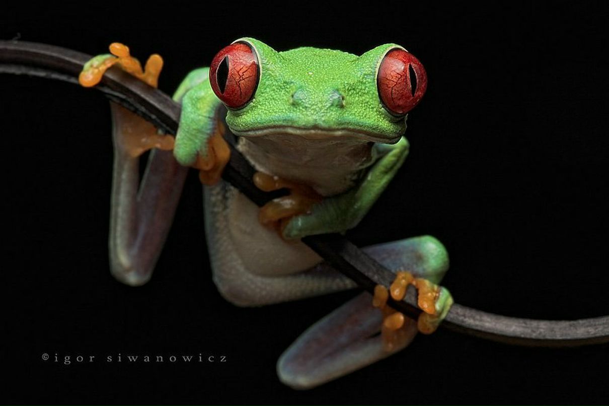 Таня Апанасова | 