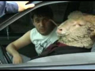 Баран за рулем — Видео