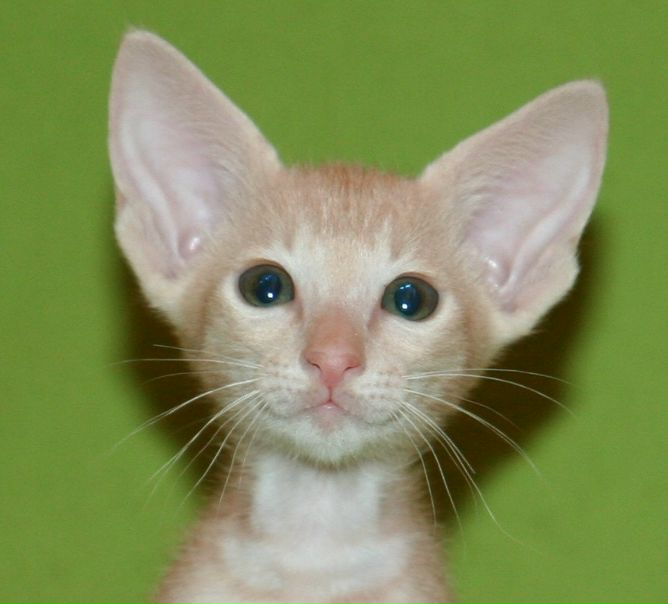 №76, Татьяна Невзорова, Санкт-Петербург №76, Татьяна Невзорова, Санкт-Петербург