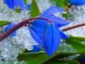 Эльвира Костерина | Боровичи