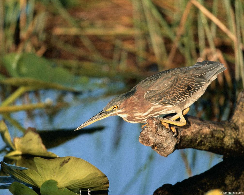 Ян Фицнер | Санкт-Петербург