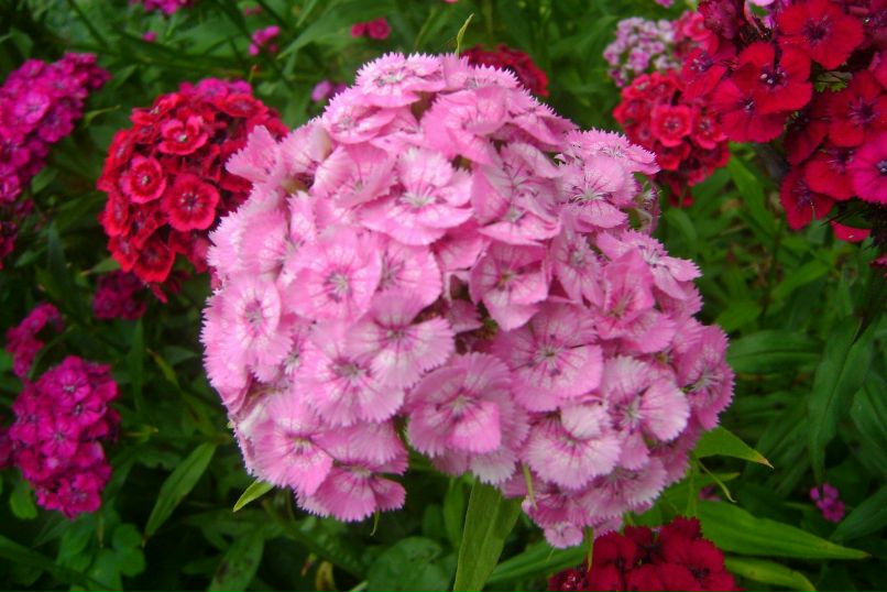 Нина Беляева | Вологда