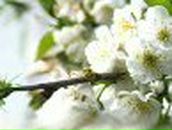 Вероника Павлова | Николаев