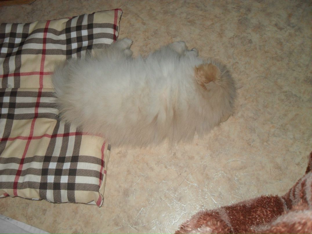 Макс Данилофф 8 Безумный койот 8 | Зеленоград