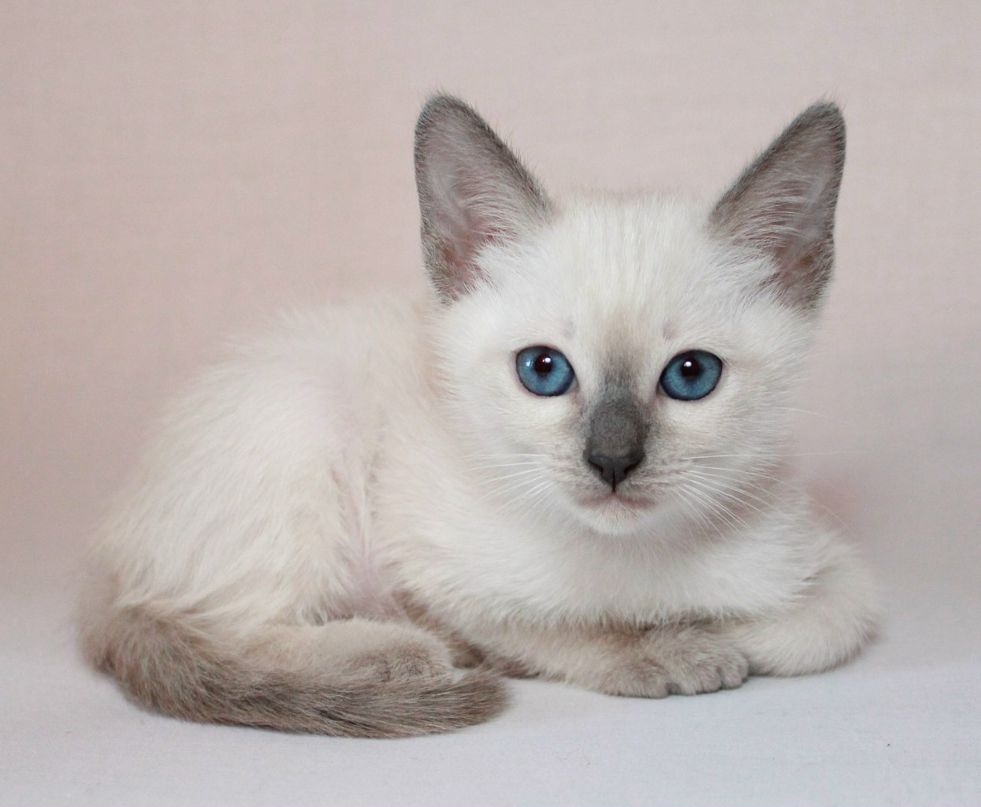 Юлия Чапурина | Санкт-Петербург