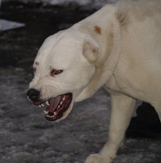 №51, Игорь Родригес, Черемушки №51, Игорь Родригес, Черемушки