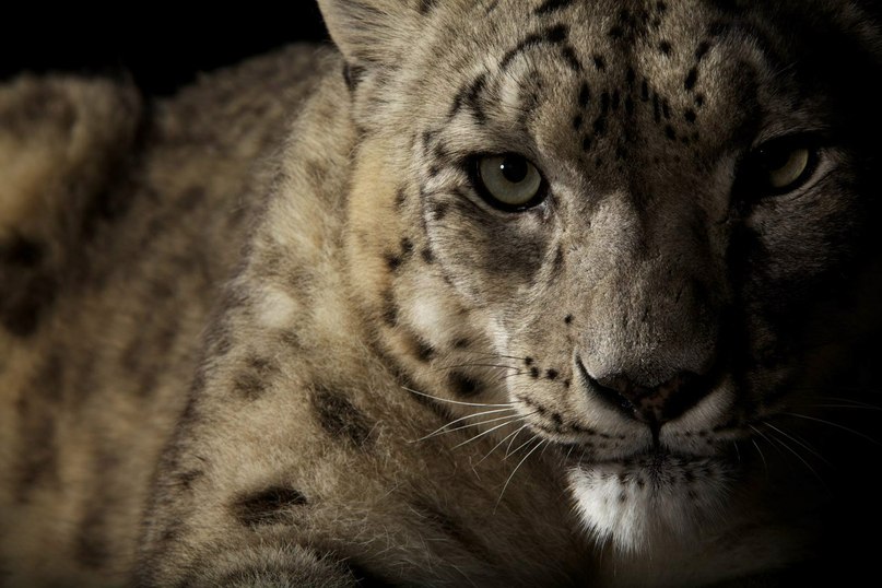 Сергей Калагур .Psychofagist. | Киев