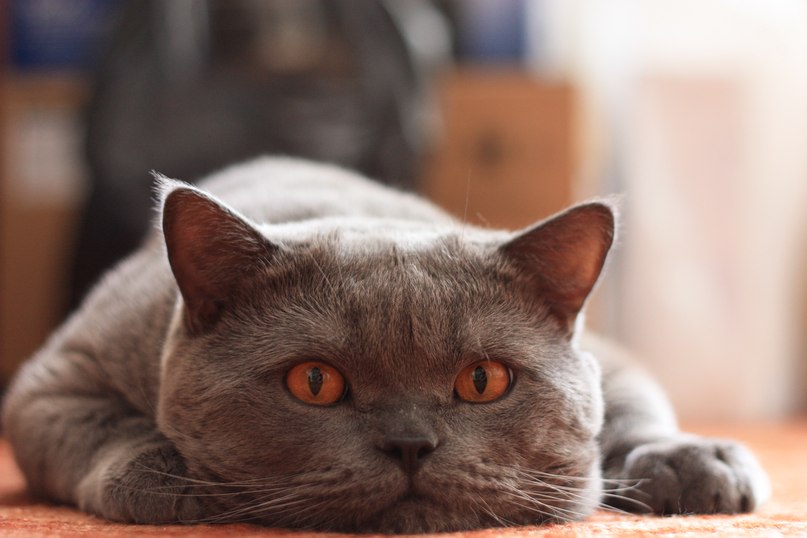 Валентина Степанова | Новосибирск